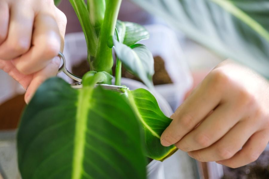 dieffenbachia pruning with gloves