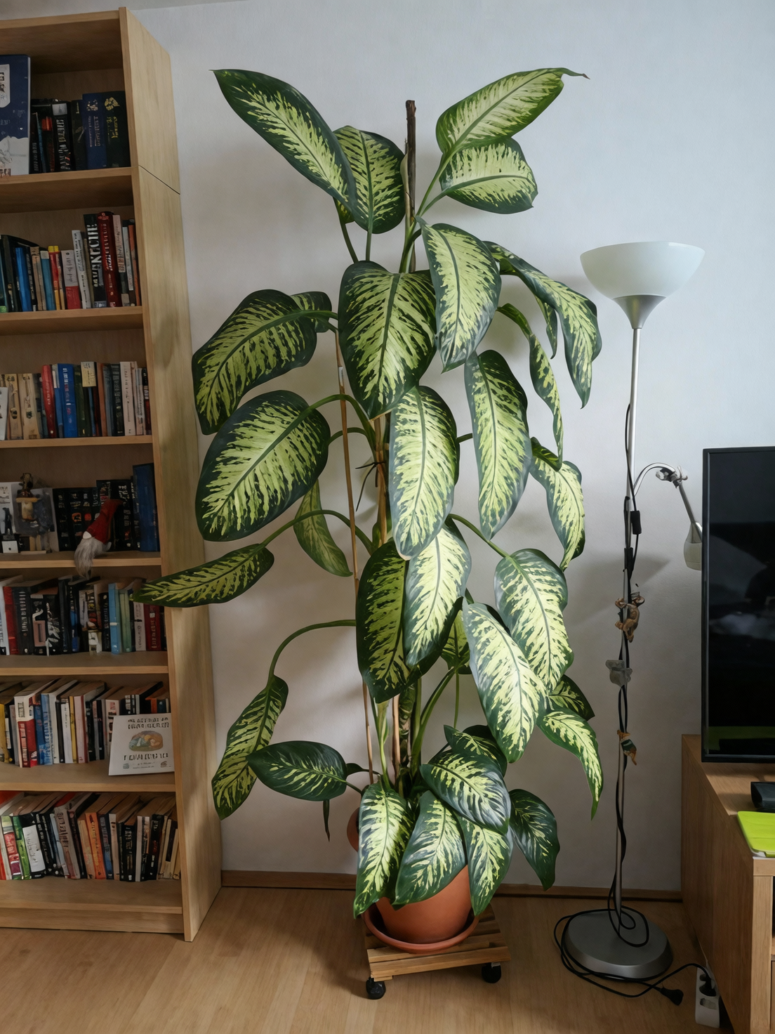 dieffenbachia on high shelf living room