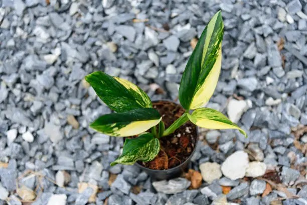 dieffenbachia variegated leaf close-up