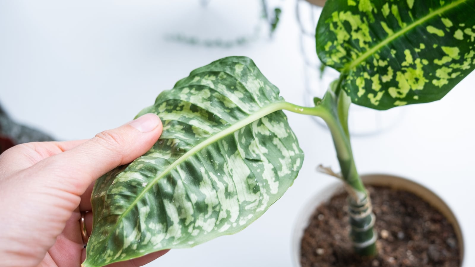 dieffenbachia sunburned variegation leaf