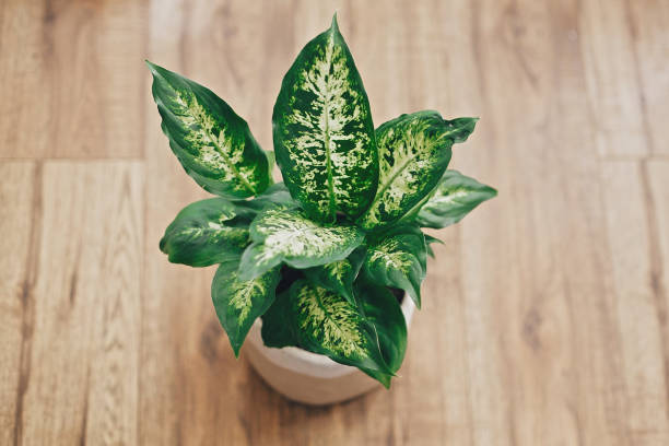 dieffenbachia pruning variegated stem