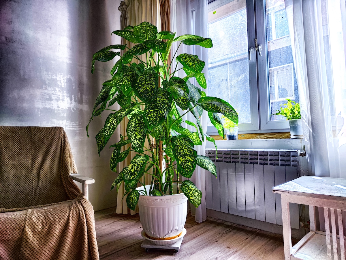 dieffenbachia plant stand living room