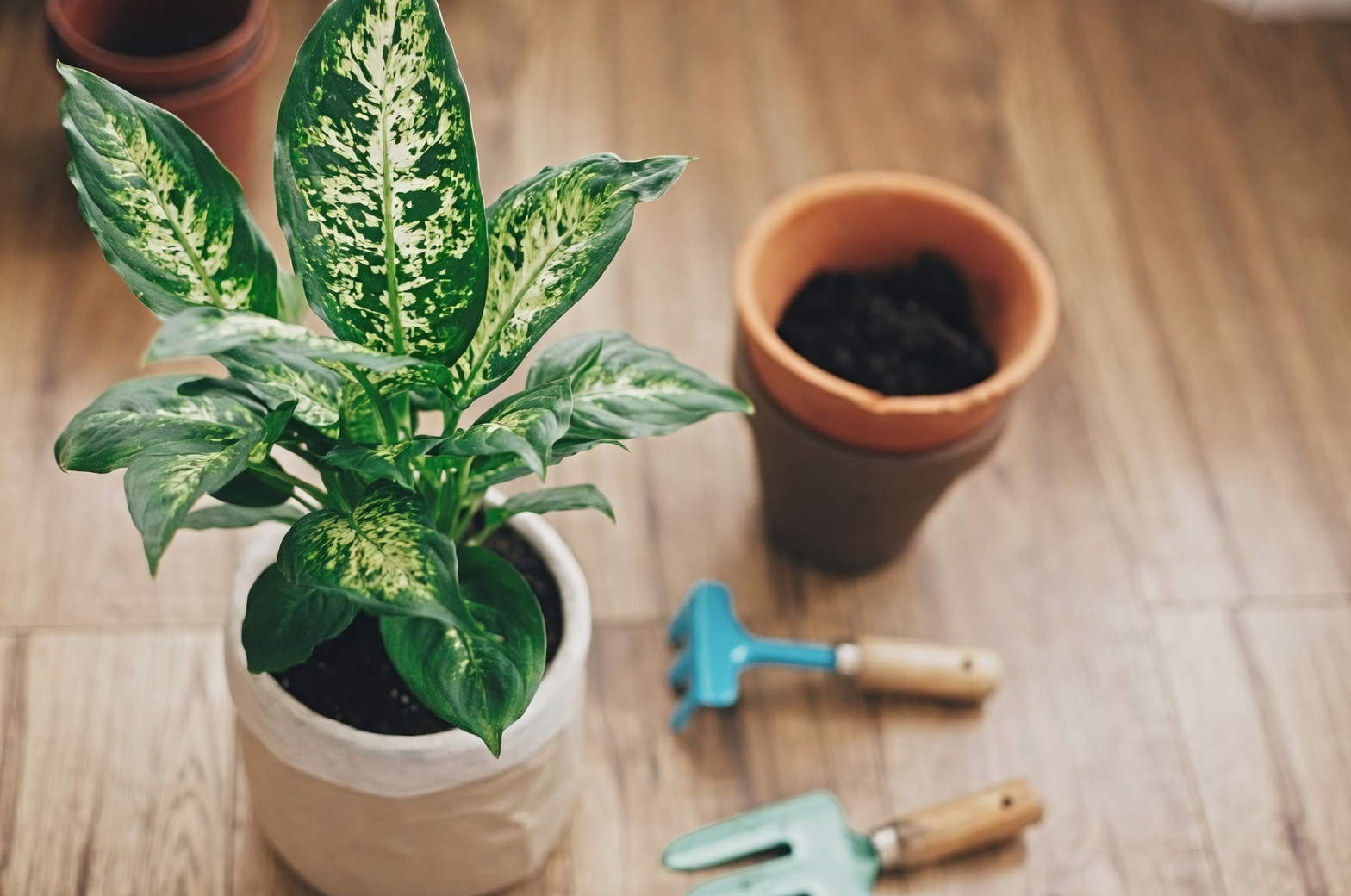 土培转半水培可行吗？花叶万年青LECA养护实验计划与踩坑记录