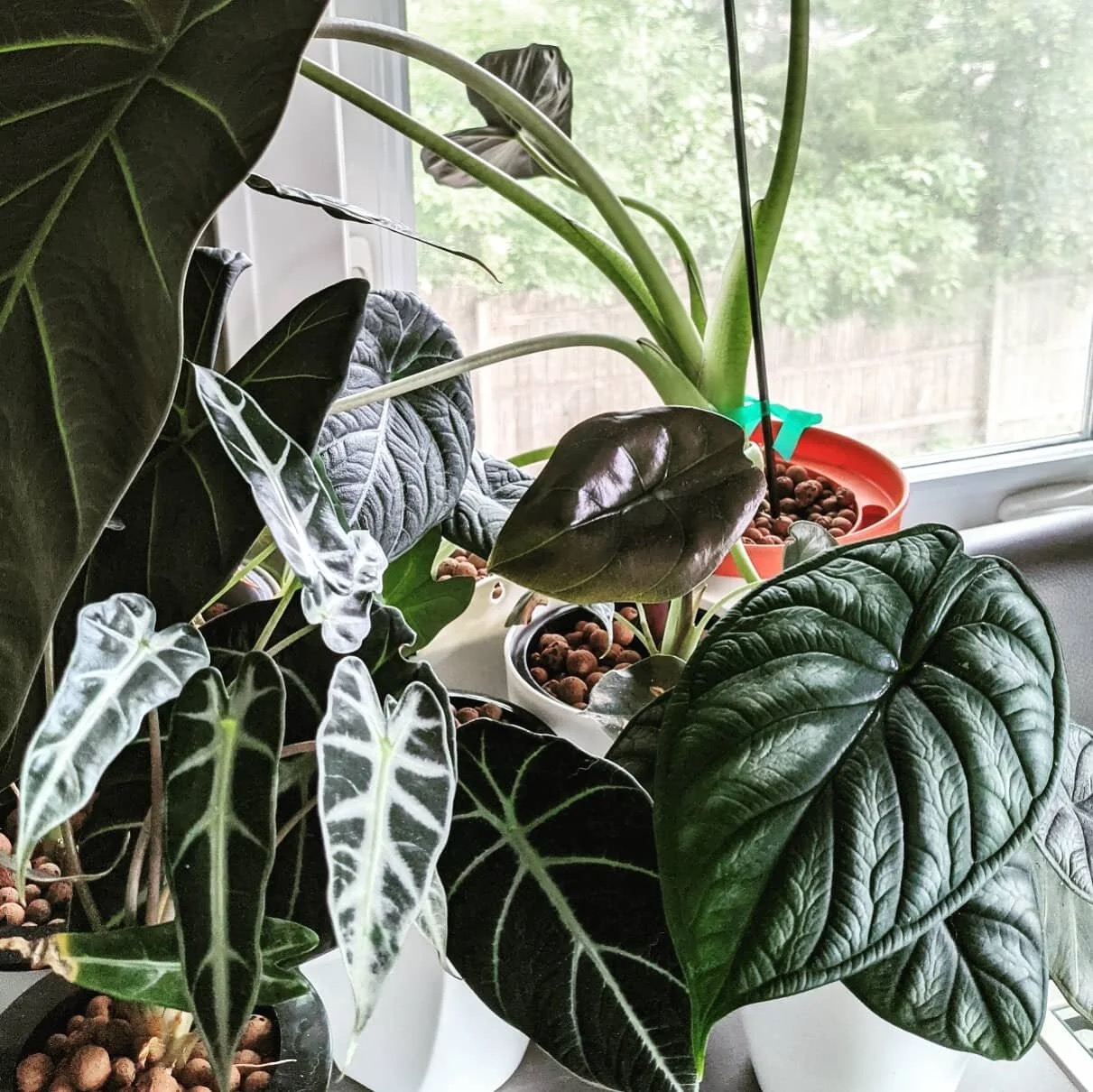 dieffenbachia LECA water level