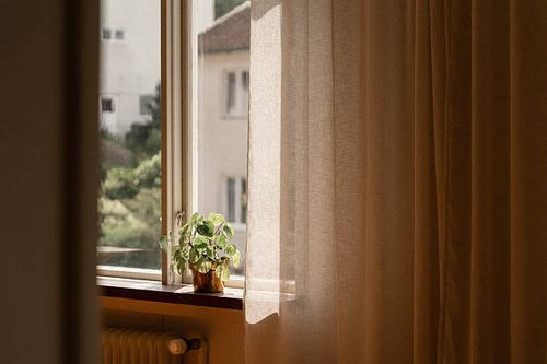 dieffenbachia bright window sheer curtain