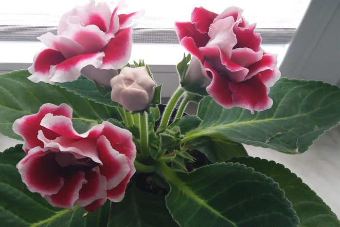 Spots, Mites, and Bud Blast—Your Gloxinia ER: Fast Fixes for Pests and Diseases