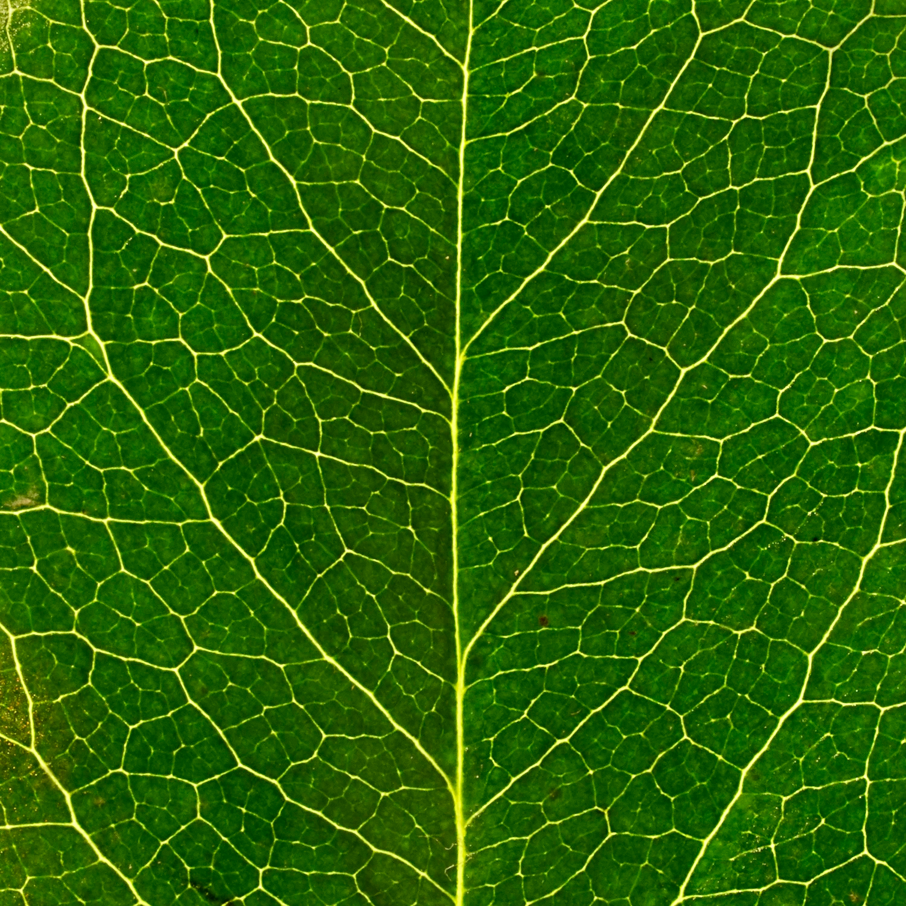 gloxinia mealybugs leaf axil close up
