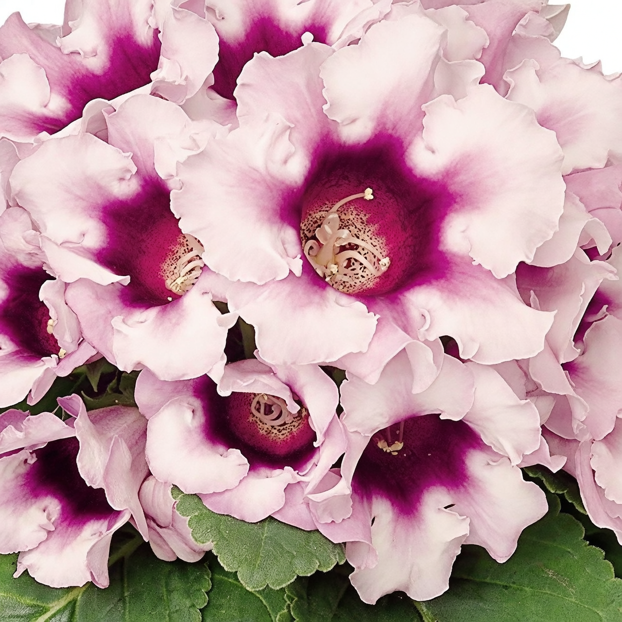 Love at First Sight? The Flower Language of Gloxinia Explained—from Victorian Floriography to Modern Gifts
