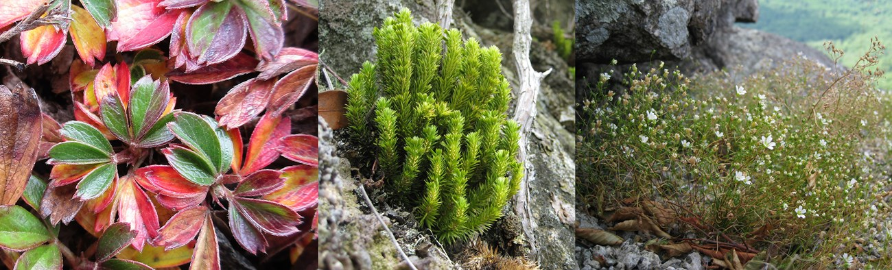 gloxinia on Brazilian rocky outcrop