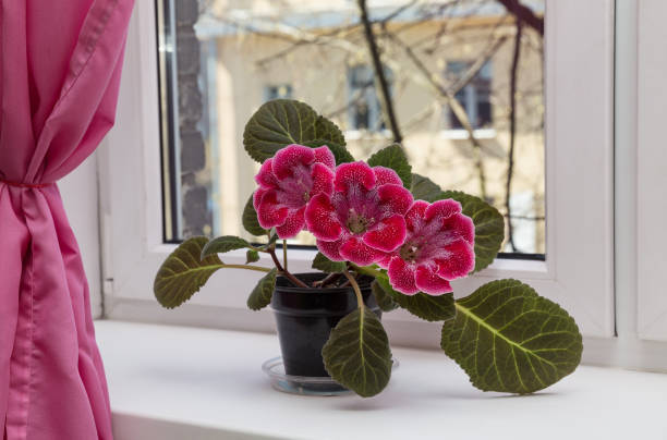 gloxinia on Victorian parlor windowsill