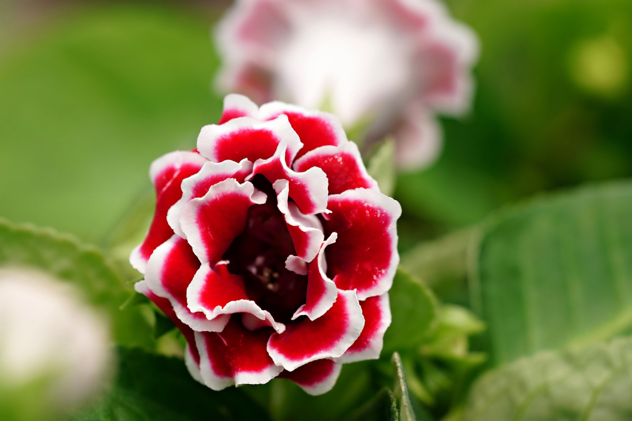 gloxinia gift plant on desk