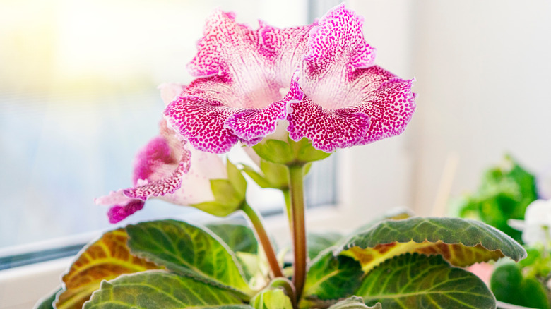 Double, Spotted, or Edged in White? A Shopper’s Guide to Show-Stopping Gloxinia Cultivars and Healthy Tubers