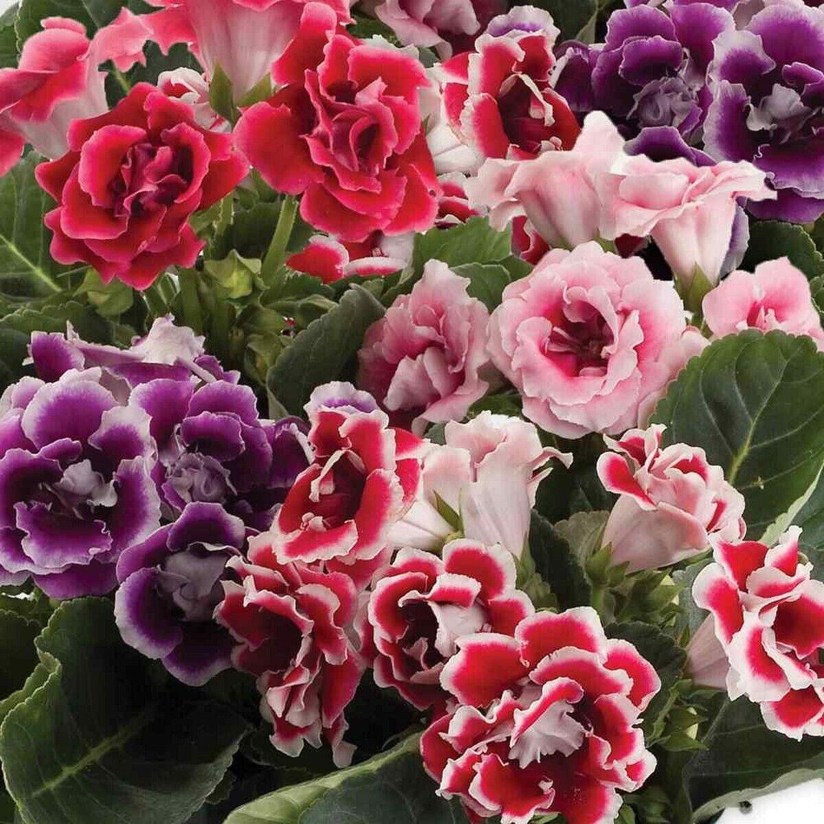 gloxinia double brocade flowers