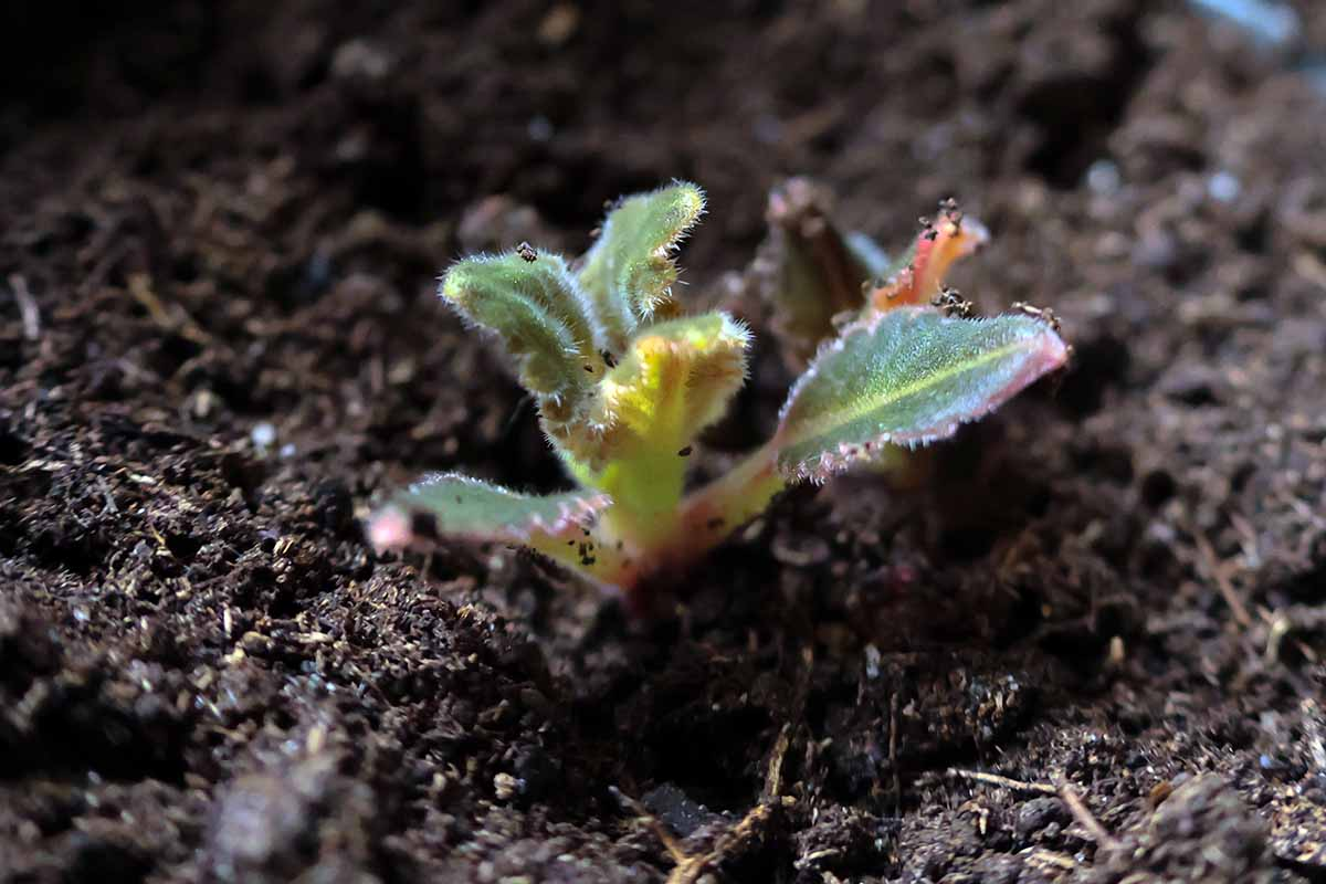 gloxinia tubers in hand close-up