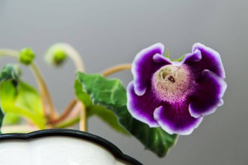 gloxinia velvety leaves flower close-up