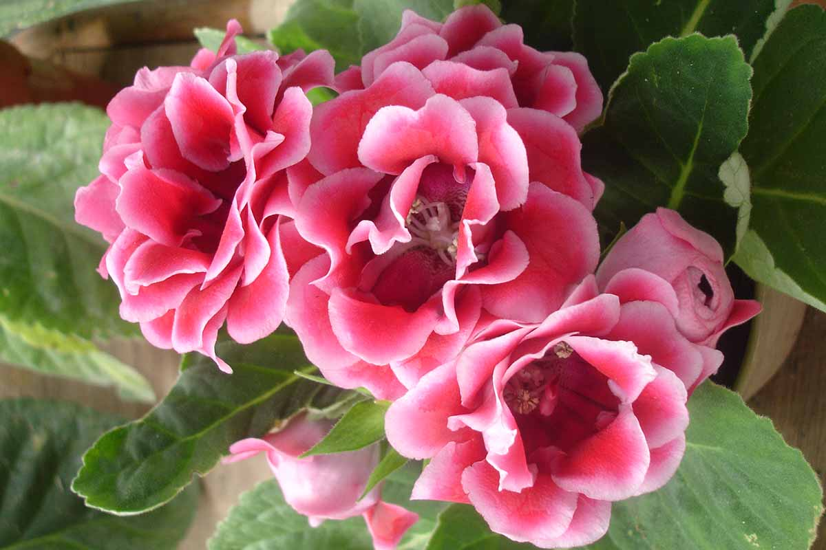 gloxinia gray mold on flower