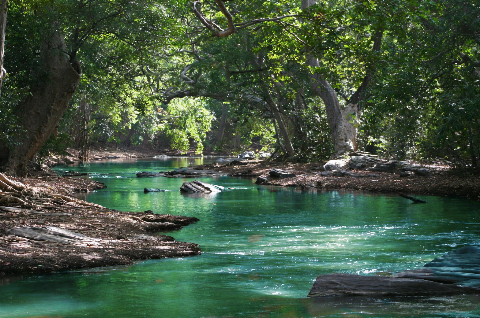 Sinningia speciosa rocky habitat Brazil