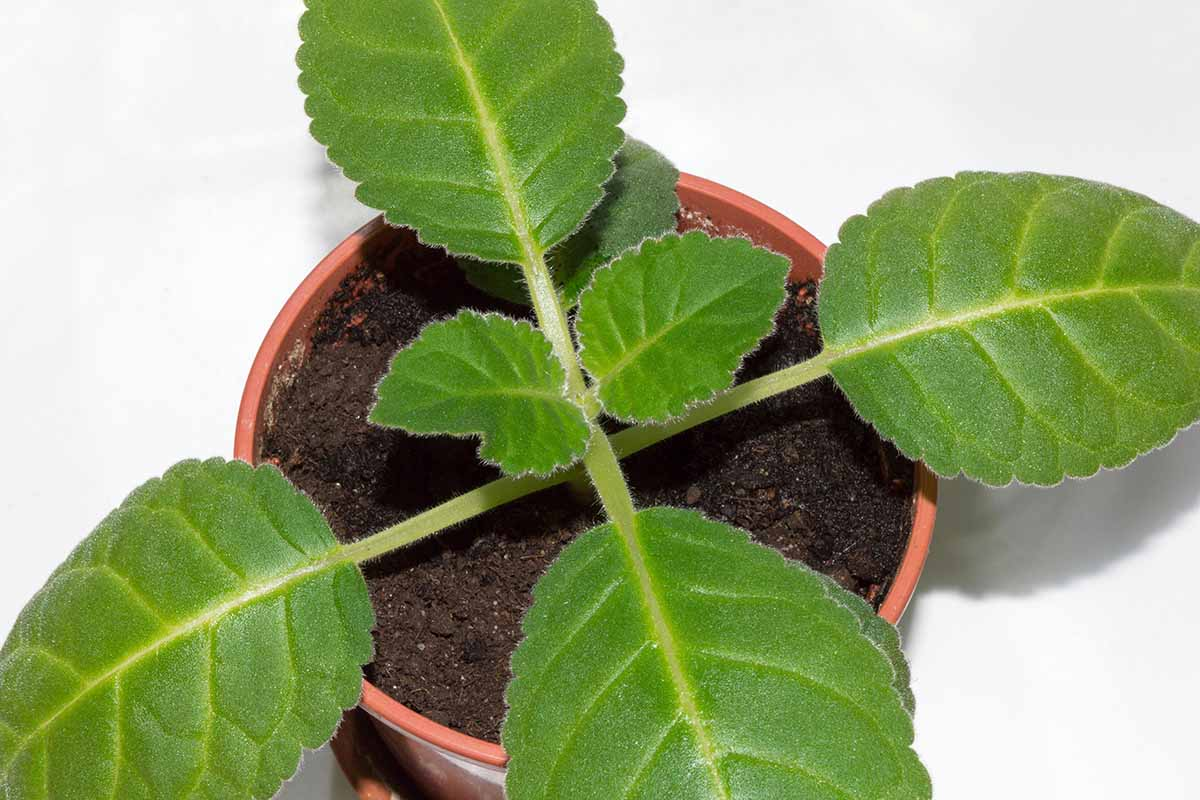 gloxinia velvety leaf close-up