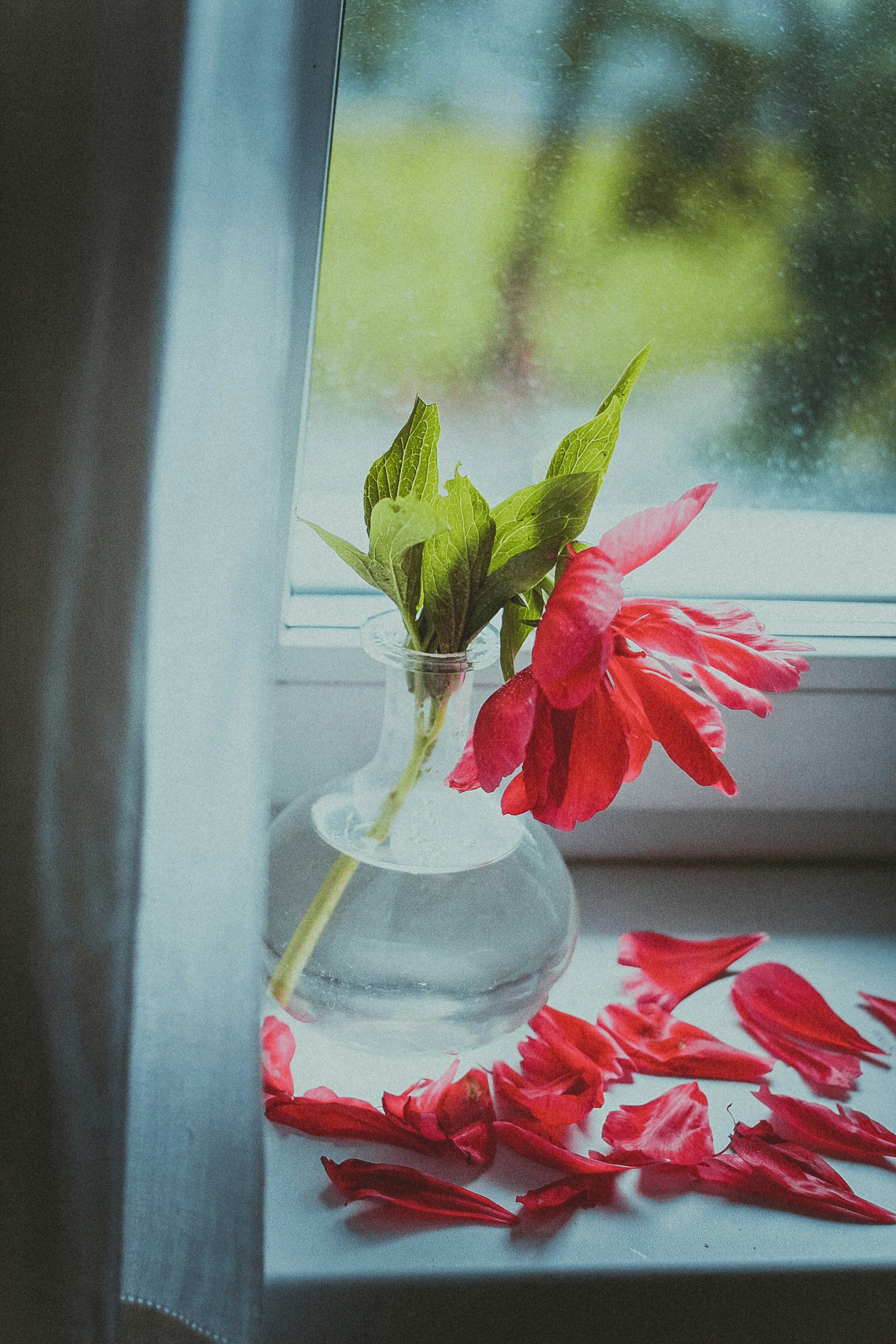red gloxinia brass vase