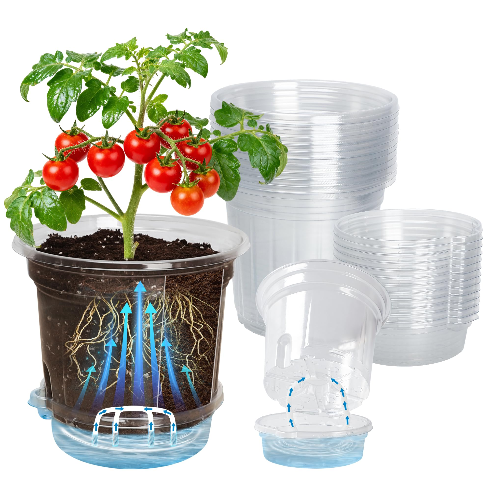 gloxinia bottom watering tray