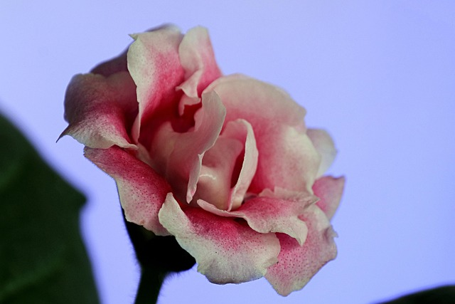 gloxinia tuber planting soil mix