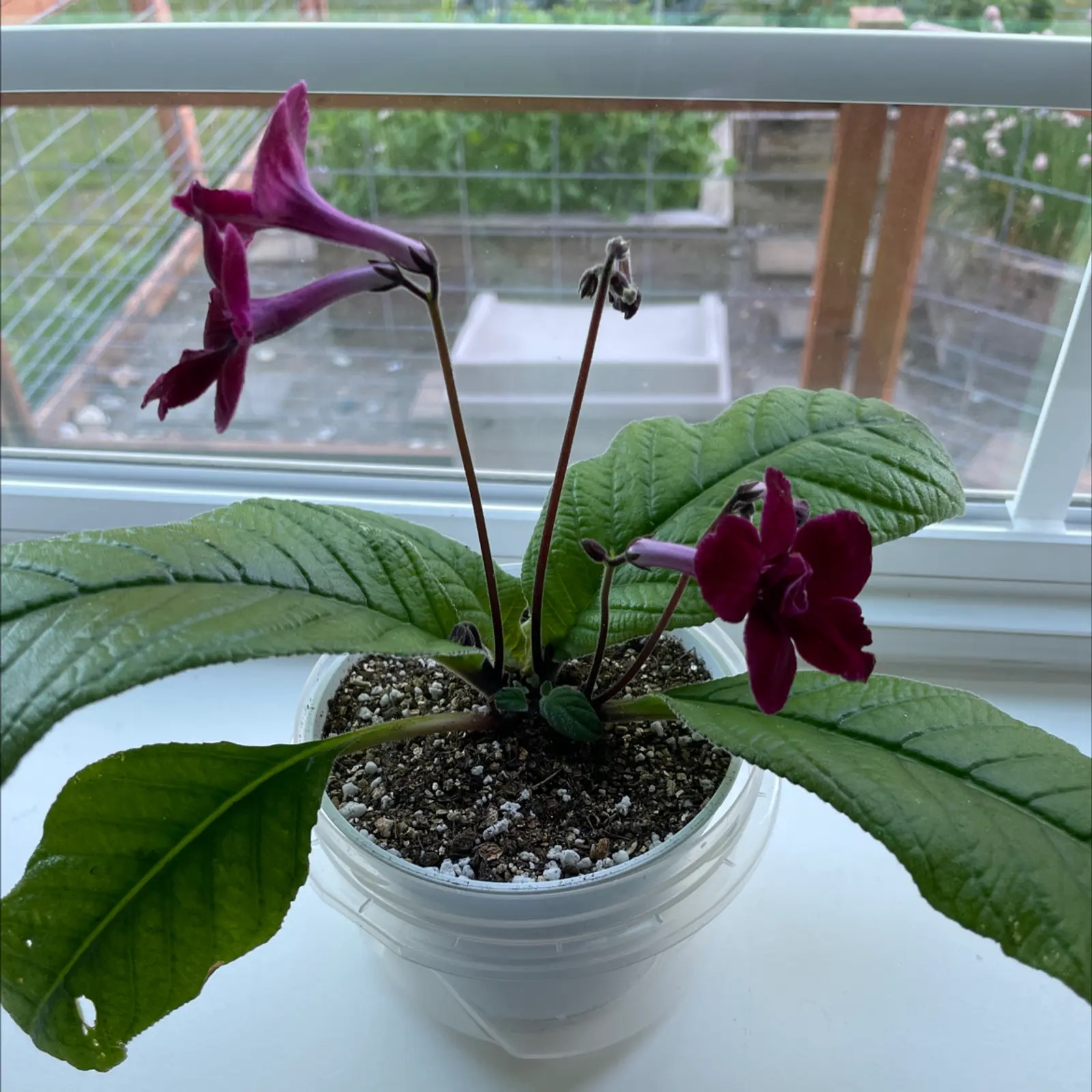 gloxinia tuber division close-up