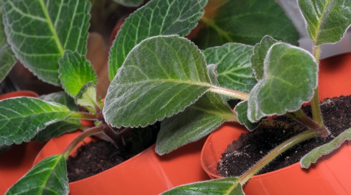 gloxinia tuber buds repotting