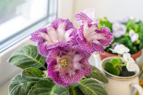 gloxinia in bloom windowsill