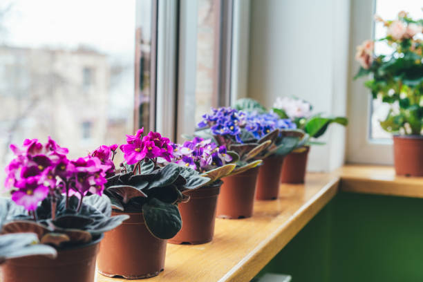 gloxinia and african violet windowsill