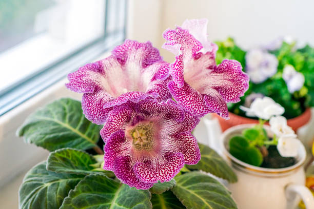 gloxinia tuber potting soil