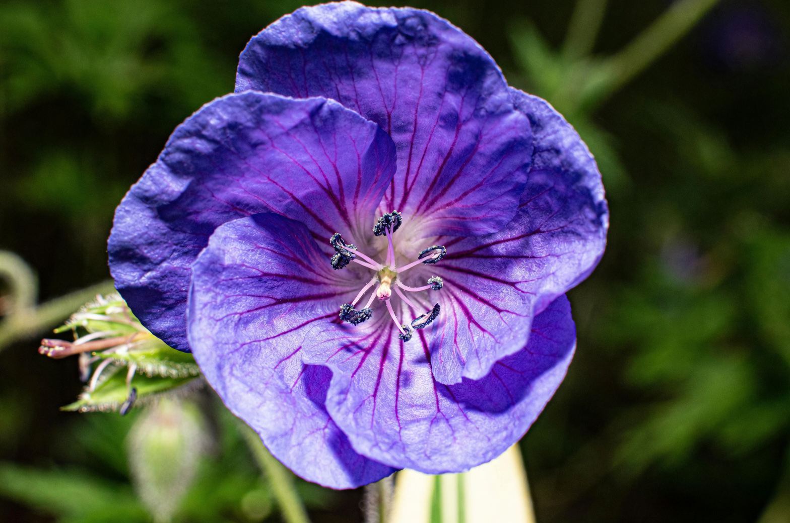 gloxinia bell flowers macro