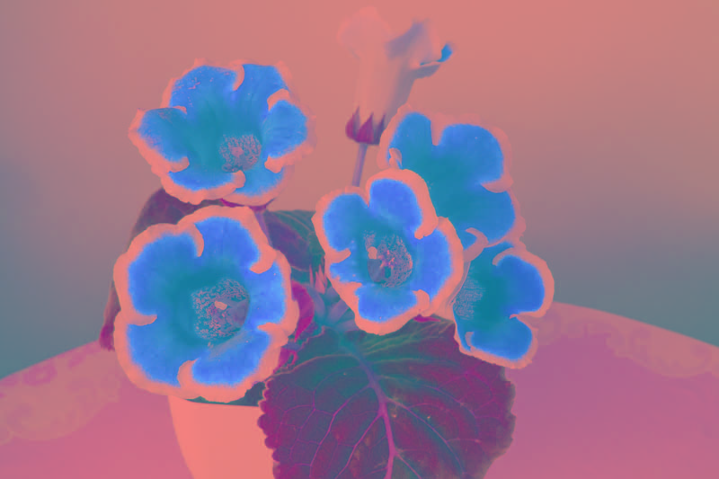 gloxinia potted plant indoor portrait