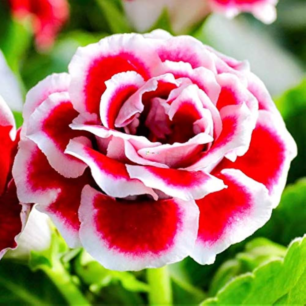 gloxinia red white checkerboard display