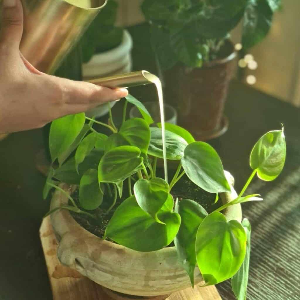 gloxinia liquid fertilizer watering can