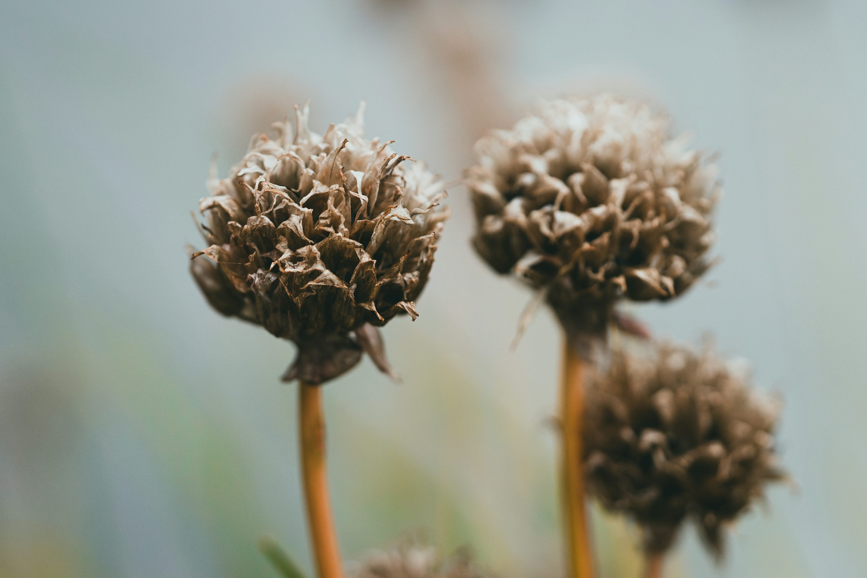 gloxinia deadheading scissors close-up