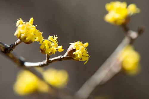 Wake-Up Yellow: The No-Stress Care Calendar for Japanese Cornel