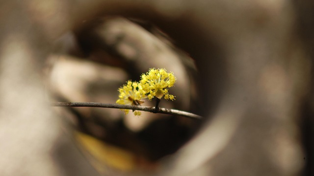 cornus officinalis multi-stem shrub garden