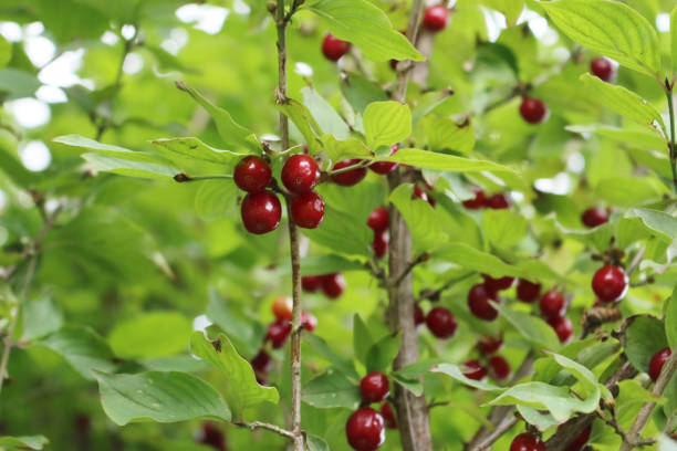 cornus officinalis red fruits close-up