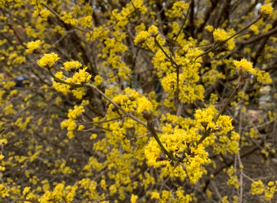 Bark Peels, Not Nerves: Outsmart Dogwood Borers, Scale, and Leaf Spots