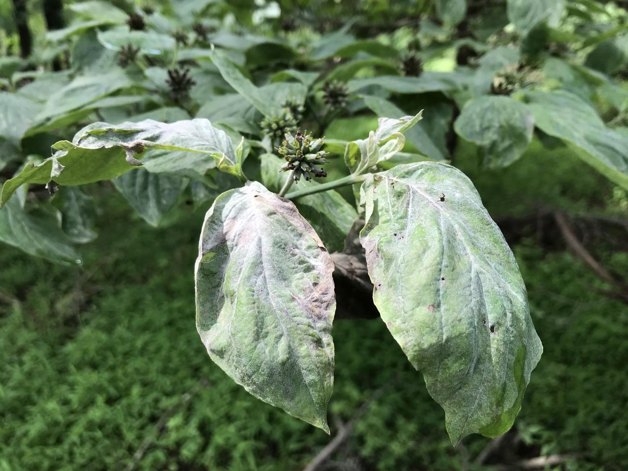 dogwood powdery mildew on leaves