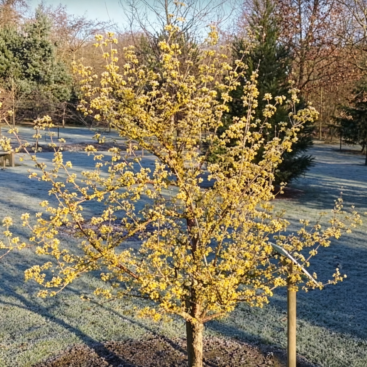 From Mountain Medicine to Garden Glow: The Journey of Cornus officinalis