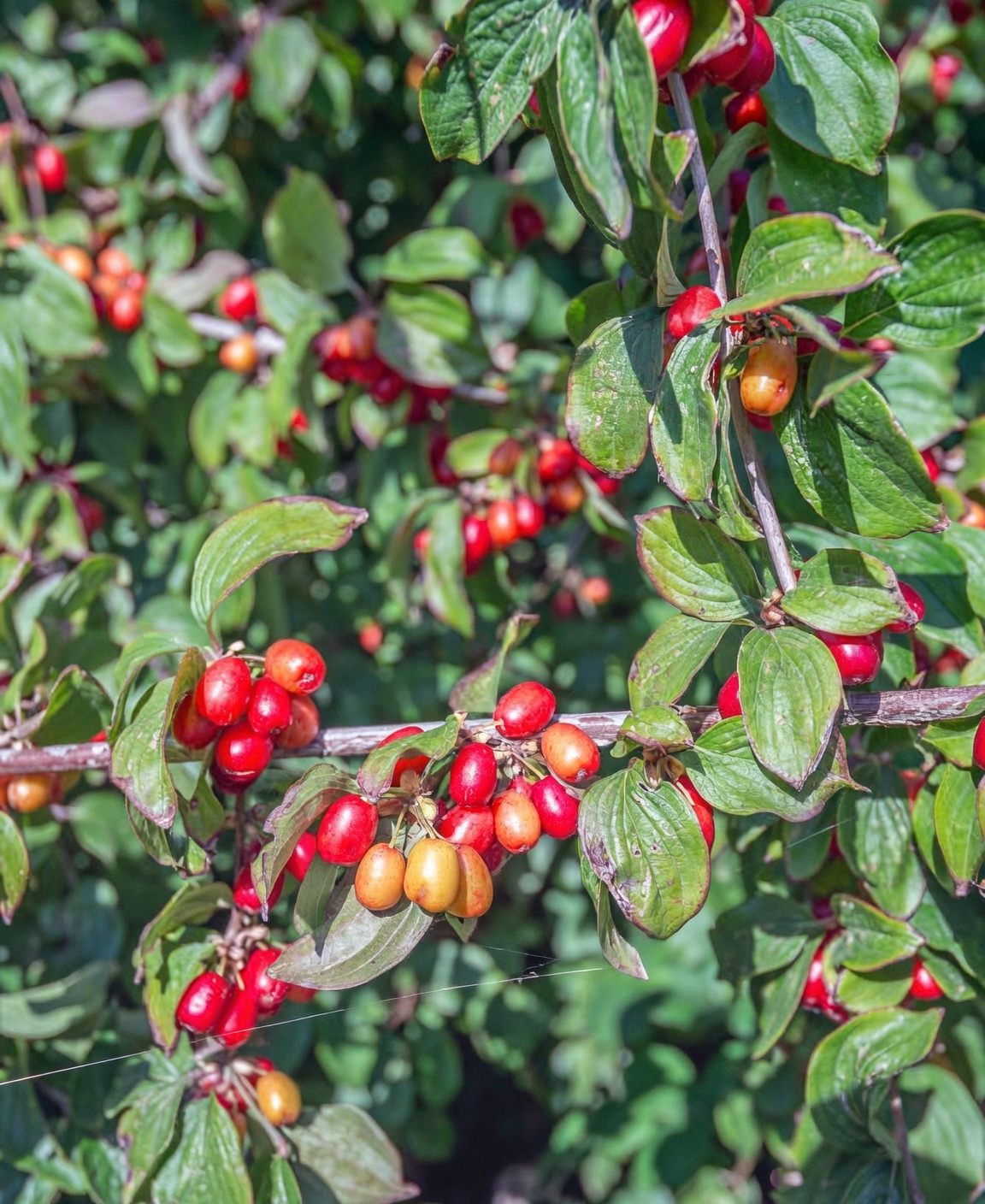 cornus officinalis red fruit autumn foliage