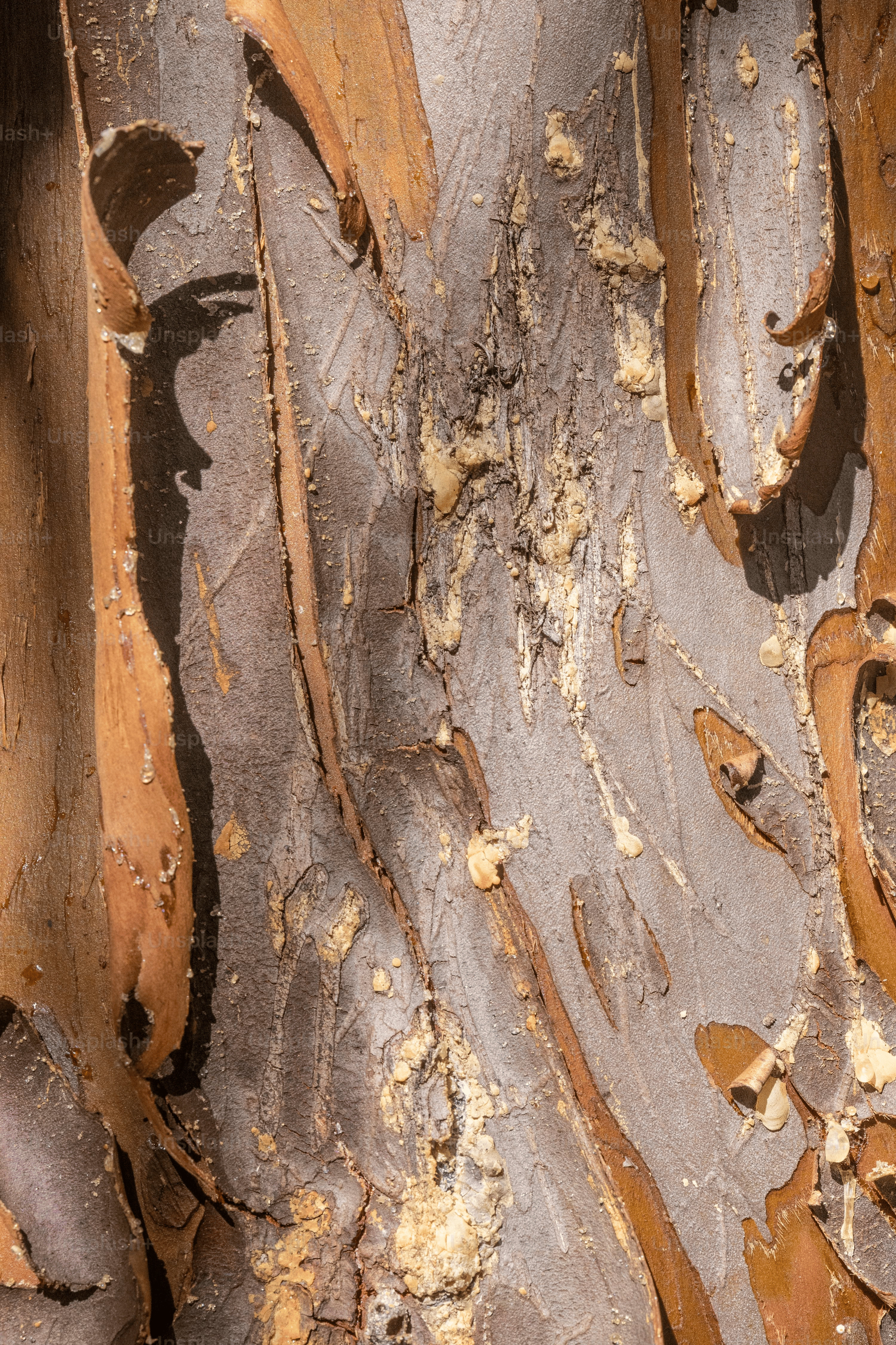 cornus officinalis exfoliating bark close-up