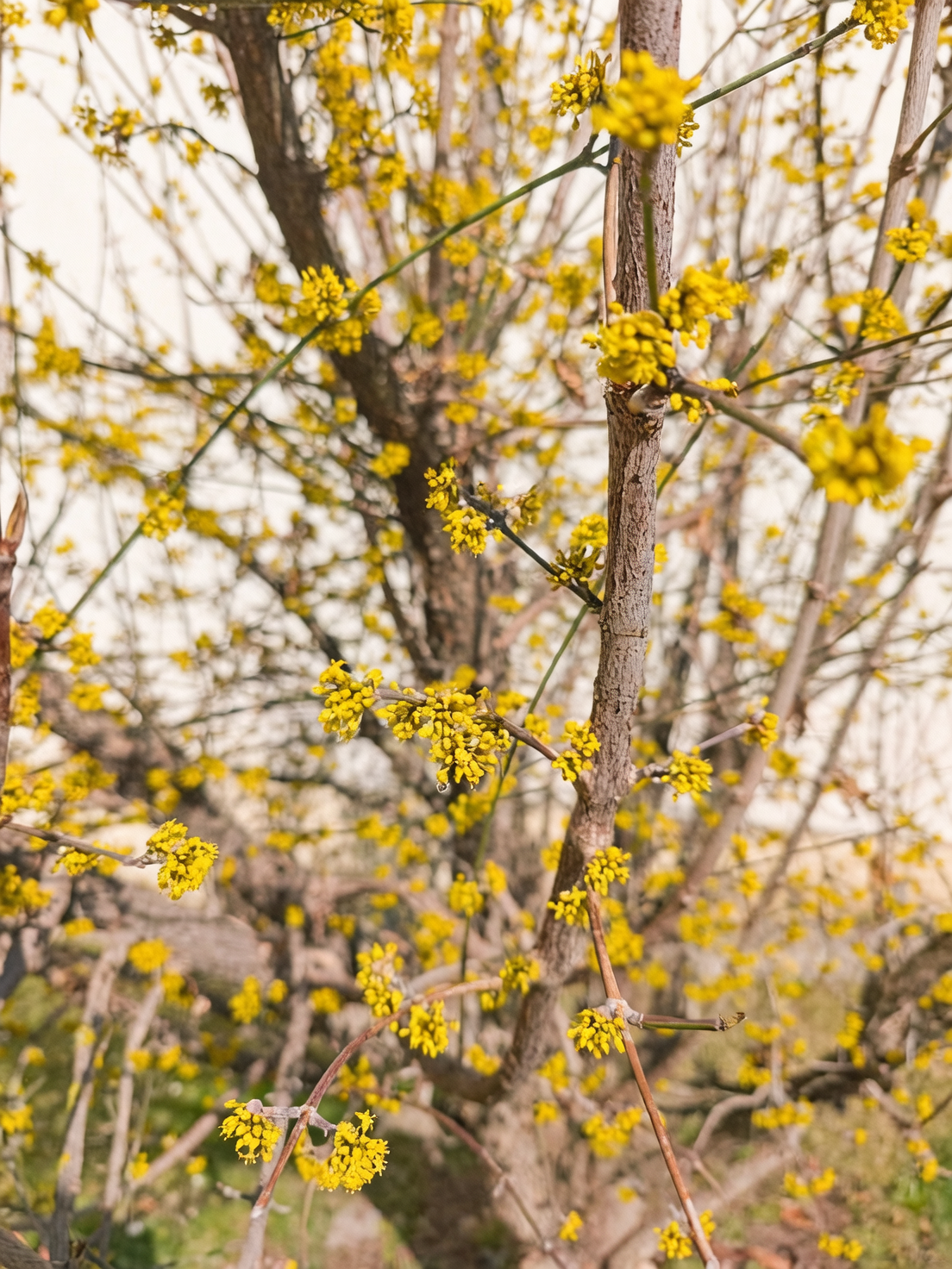 Gold Before Green: 12 Quirks of Japanese Cornel You’ll Spot in Late Winter