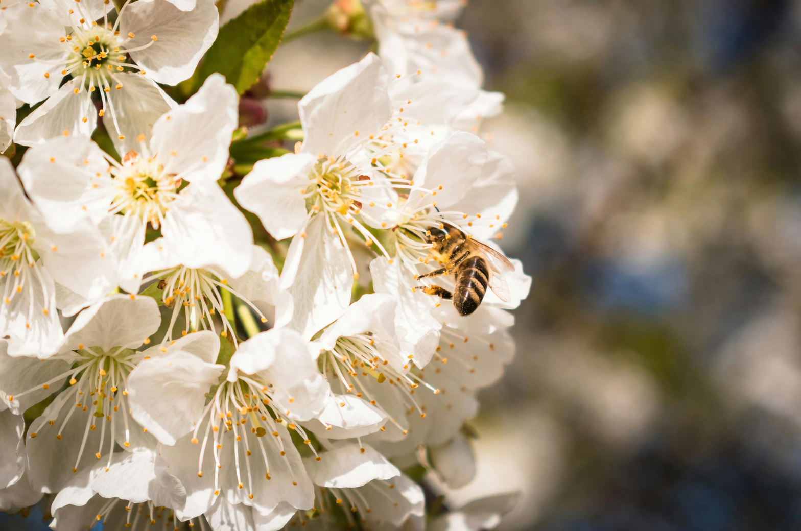 Japanese cornel bee on flowers