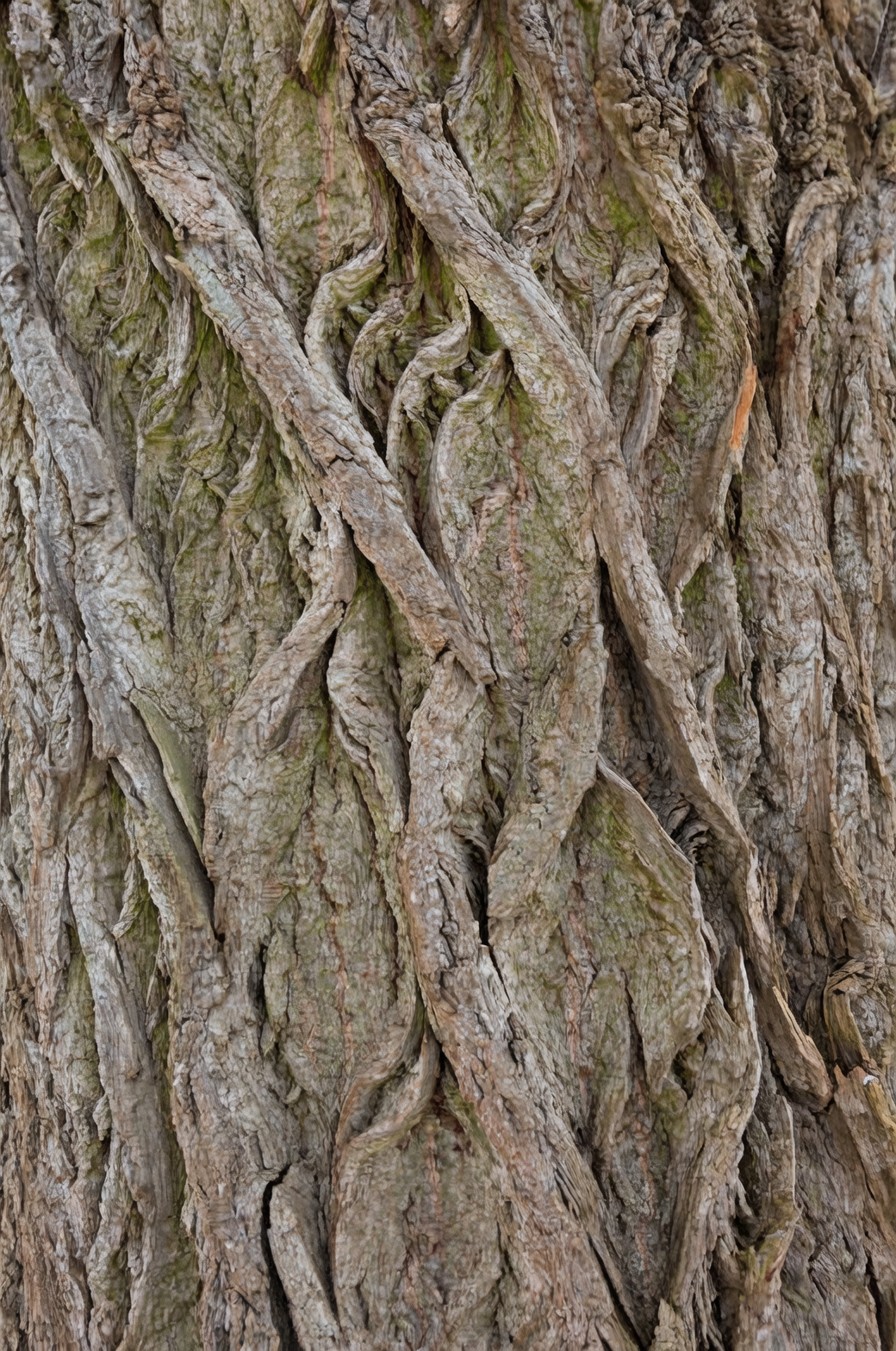 Japanese cornel exfoliating bark close-up