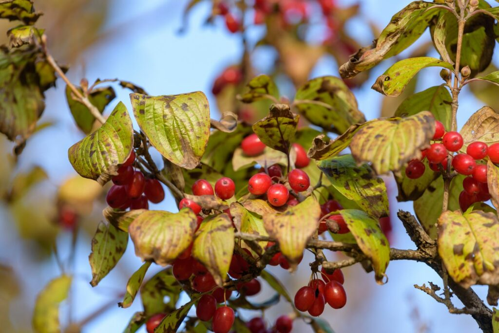 Japanese cornel red fruit autumn