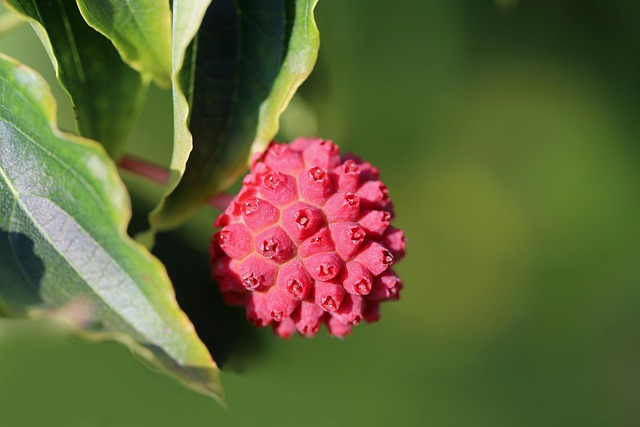 Japanese cornel leaf underside hairs