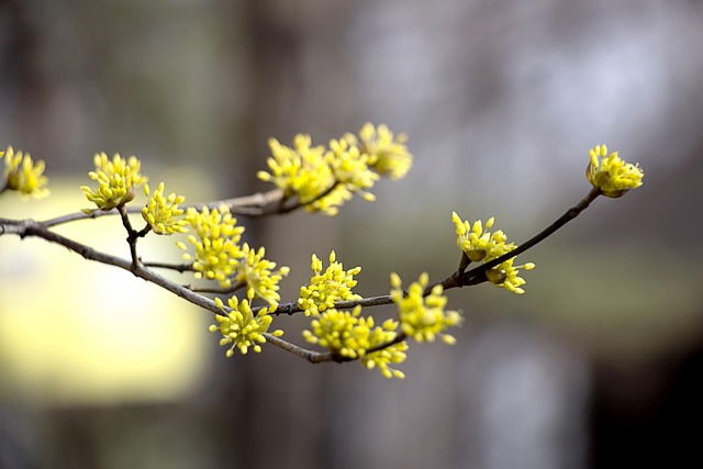 Flower Language of 山茱萸: Why Japanese Cornel Speaks Longevity and Protection