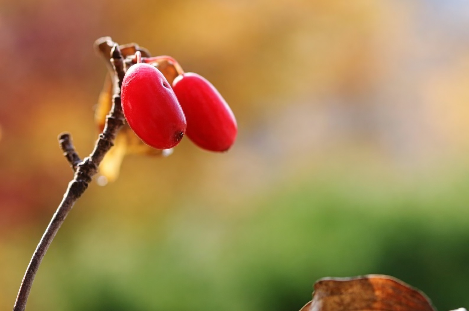 Cornus officinalis sachet lapel close-up